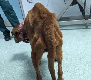 Another dog, Rochea, had to be put down due to being in such severe health