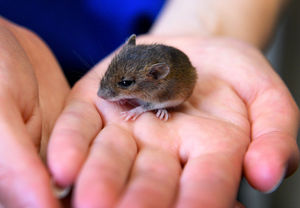 A field mouse