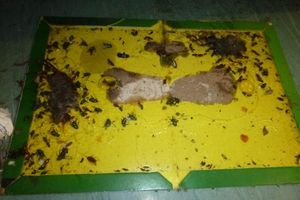 Officers discovered a mouse and cockroach infestation at the store. Photo: Walsall Council