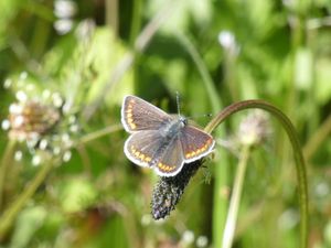 Supporting image for story: Walk and Talk butterfly event at gardens