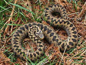 Supporting image for story: Snake venom antidote flown in