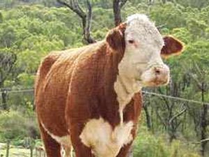 Supporting image for story: Animal disease failure 'criminal'