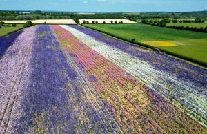 Confetti field at Wyke Manor Estate in Pershore, Worcestershire.