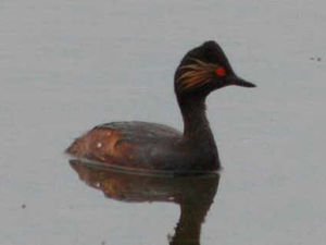 Supporting image for story: Black-necked grebe is spotted at nature reserve