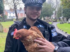 Supporting image for story: Why did the chicken in Telford get caught by a police officer?