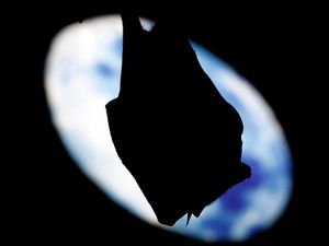 Supporting image for story: Vampire bats ‘share blood to forge lasting friendships’