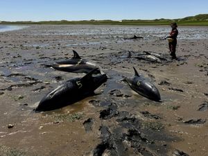 Supporting image for story: Mass stranding of dolphins on Cape Cod coastline largest in US history