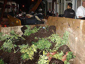 Supporting image for story: Cannabis hauls found a day apart