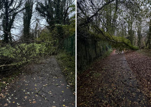 Two of the trees that had fallen along the Silkin Way in Telford town park. Photo: Telford parkrun