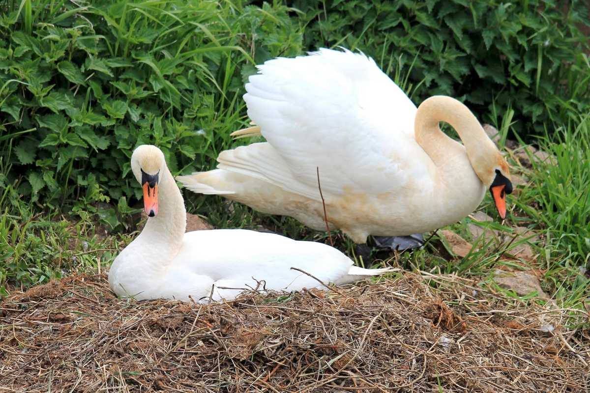 There is no cover-up: Post-mortem information released after Newport swan deaths spark wave of rumours