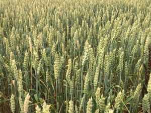 Supporting image for story: Shropshire Farming Talk: Don’t overlook the flexibility of spring crops