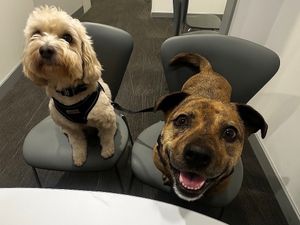 Supporting image for story: Audiology team steps up charity fundraising effort