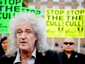 Supporting image for story: Shropshire farmers welcome trial of badger cull