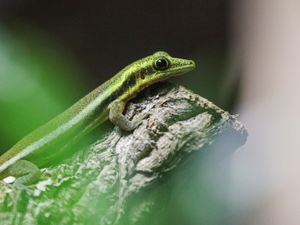 Yellow-headed day gecko in Close Encounters – The World of Reptiles and Spiders.