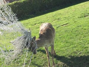 Supporting image for story: Deer rescued from netting in Telford village