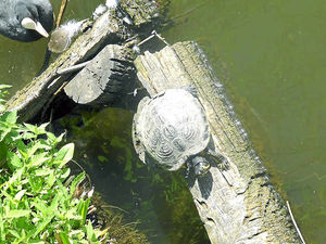 Supporting image for story: Pair from across pond make Shropshire lake their home