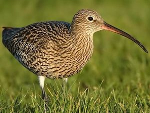 Supporting image for story: Wildlife group fly further afield