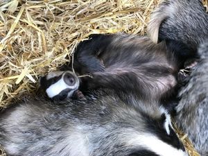 Cuan looked after badgers last year