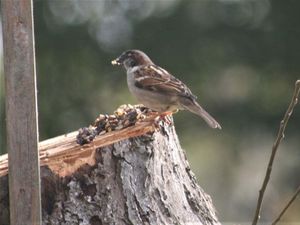 Supporting image for story: Feed the birds and attract them to your garden
