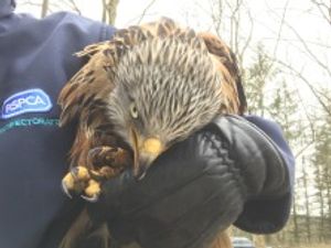Supporting image for story: Red Kite soaring in skies again one month after being found shot