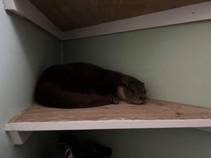 Supporting image for story: Otter found trapped in utility room released back into the wild by quick-acting vets