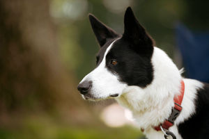 SOUTH COPYRIGHT SHROPSHIRE STAR JAMIE RICKETTS 28/07/2024 - Ludlow Dog Day held at Stokesay Court in Craven Arms..