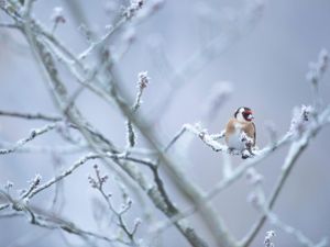 Supporting image for story: West Midlands developers reveal top tips to keep wildlife safe this winter
