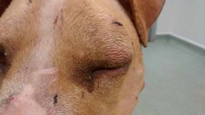 A closer view of the injuries to Lucky's face