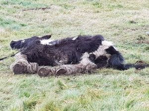 Supporting image for story: Appeal after abandoned horse rescued in Tipton dies