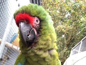 Supporting image for story: Macaws go missing after strong winds at Wild Zoological Park