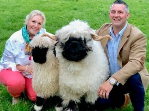 Supporting image for story: Owners hoping for shear delight when sheep are shown at Bridgnorth show