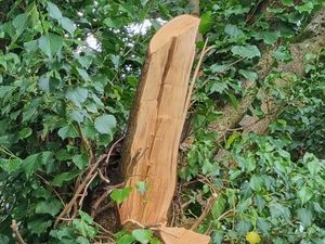 Supporting image for story: 'Poorly pruned': Shrewsbury environment boss on the hunt over tree damage
