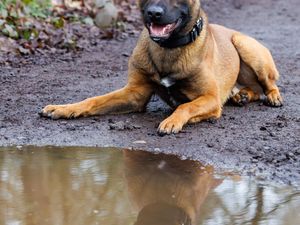 Supporting image for story: Police dog Zade teams up with firearms officers to arrest three suspects after serious assault in Walsall