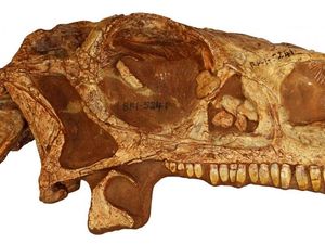 Supporting image for story: You can now 3D print a 200 million-year-old dinosaur skull at home