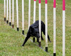 Sushi weaving through poles