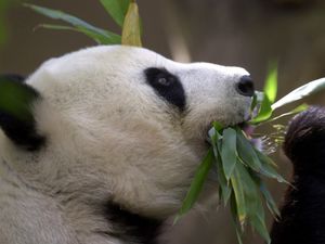 Supporting image for story: China plans to send San Diego Zoo more pandas, reigniting panda diplomacy