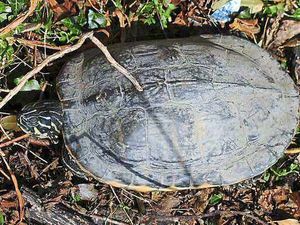 Supporting image for story: A long way from home: Jeremy the turtle is spotted at Ellesmere beauty spot