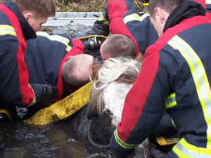 Supporting image for story: Fire crews come to the rescue of stuck horse