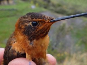 Supporting image for story: ‘Larger hummingbirds use muscle power to outperform smaller species’