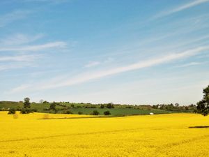 Supporting image for story: Fields of gold add to our bounty in Shropshire