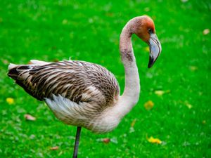 Supporting image for story: Concern after Frankie the flamingo takes flight