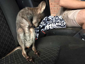 Supporting image for story: KANGAROO discovered by AA mechanic in broken-down van in Pattingham