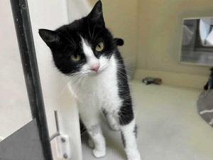 Supporting image for story: 'We can't understand why': Shropshire rescue centre's 'overlooked cat' still looking for a home after being left to fend for herself