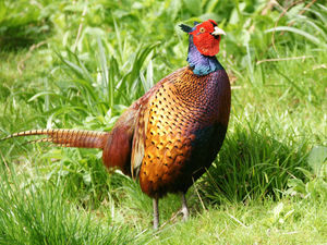 Supporting image for story: Lead shot claims rejected by experts