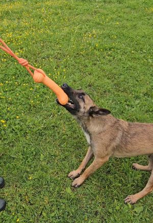 Lexi, a 17-month-old Belgian Malinois. Photo: Donna Griffiths