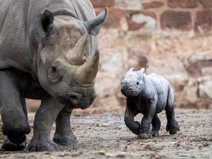 Supporting image for story: UK zoo celebrates birth of critically endangered eastern black rhino