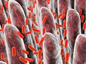 Supporting image for story: Your gut bacteria could play a role in determining whether cancer therapy will work