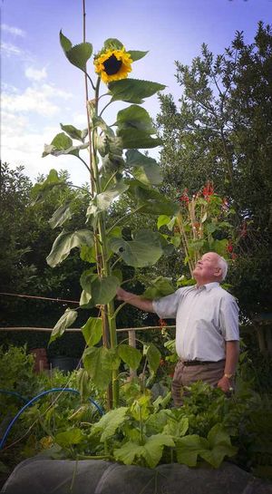 Pensioner Thomas Hopwood, from Hodnet, near Market Drayton, with his 13ft sunflower