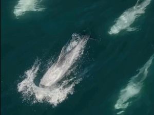 Supporting image for story: ‘Super pod’ of 1,500 dolphins captured on drone video off California’s coast
