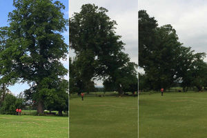 Supporting image for story: Going, going, gone . . . lightning-struck tree is felled at Shropshire cricket club